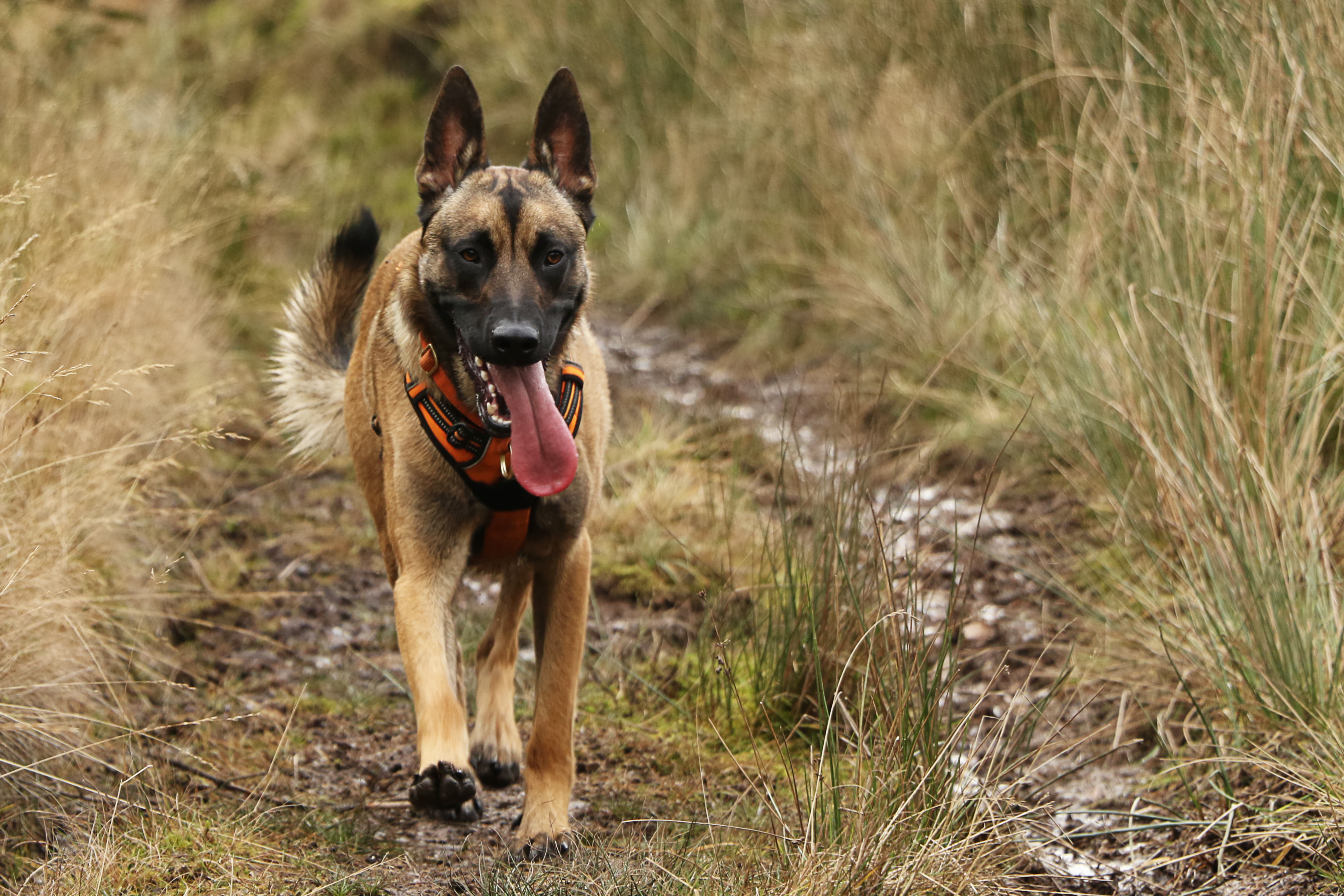 Dog Trainer Agata Brzek's dog Arco enjoys off-leash freedom
