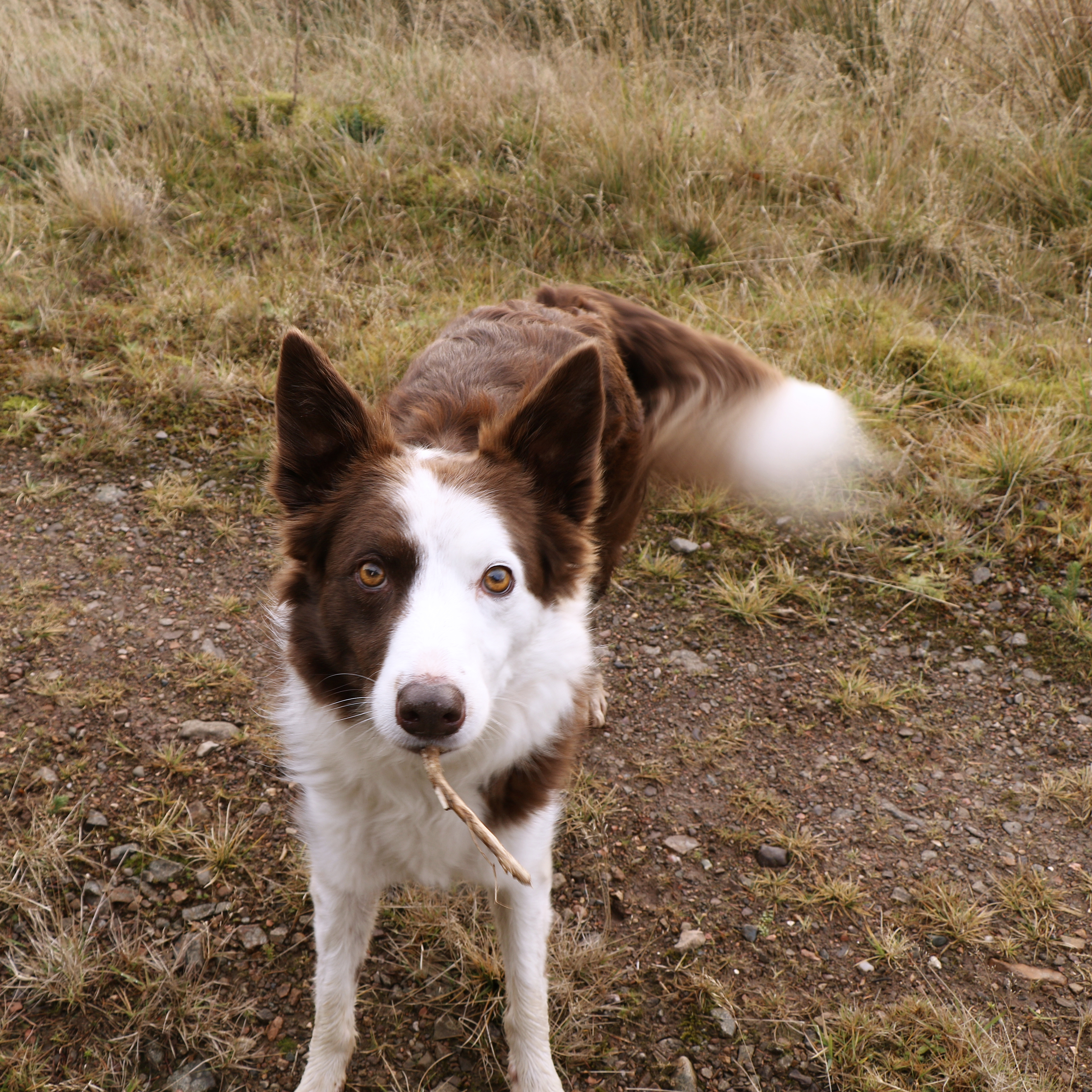 Dog Trainer Agata Brzek's border colie Chester has excellent recall and can be let off lead on walks